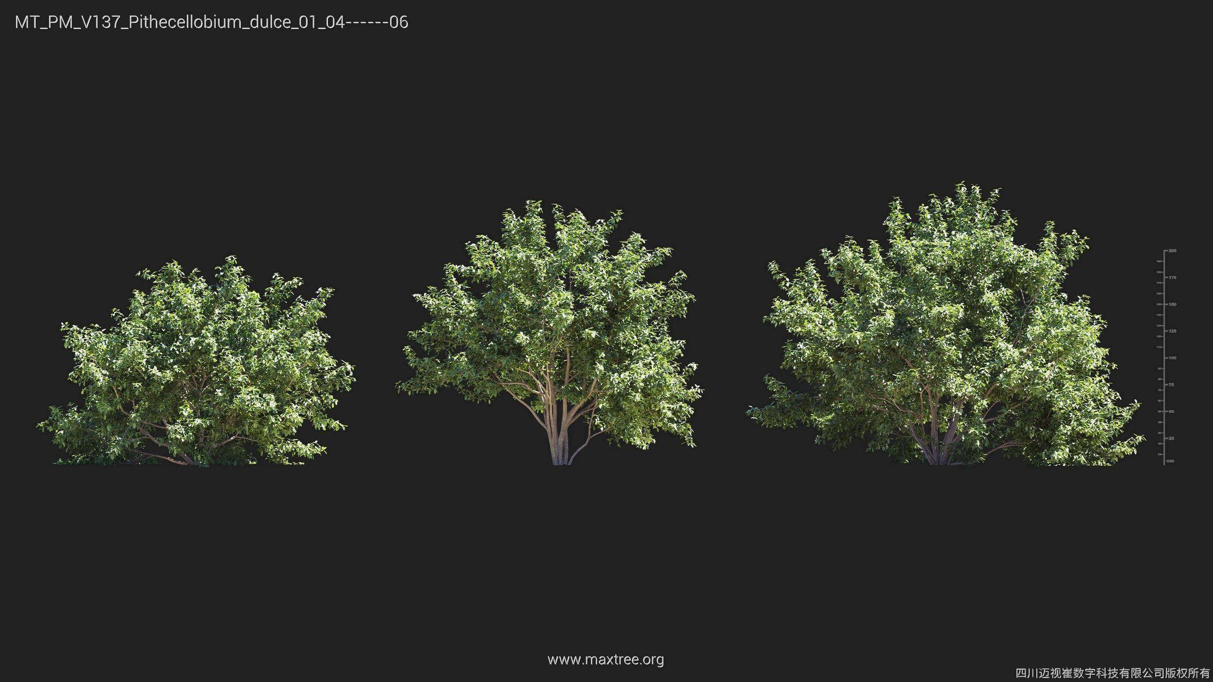 Maxtree Plant Models Vol 137 - Mesh 3D model_21