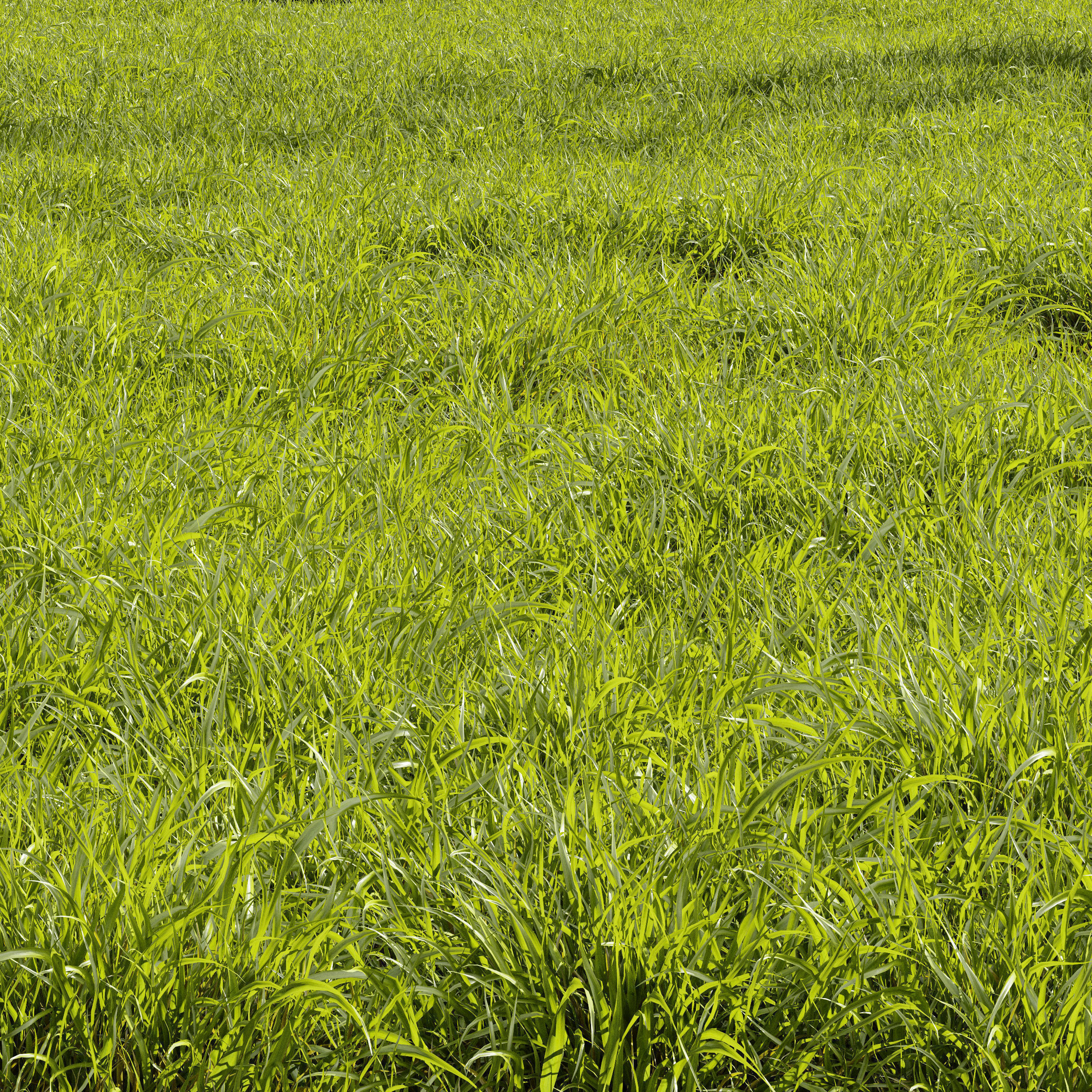  6 Different SETS of Grass SET VOL93 3D Model Collection_14