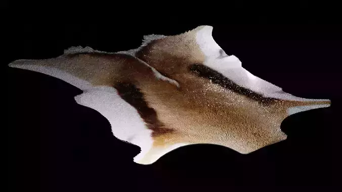 Springbok Hide Rug 3D model