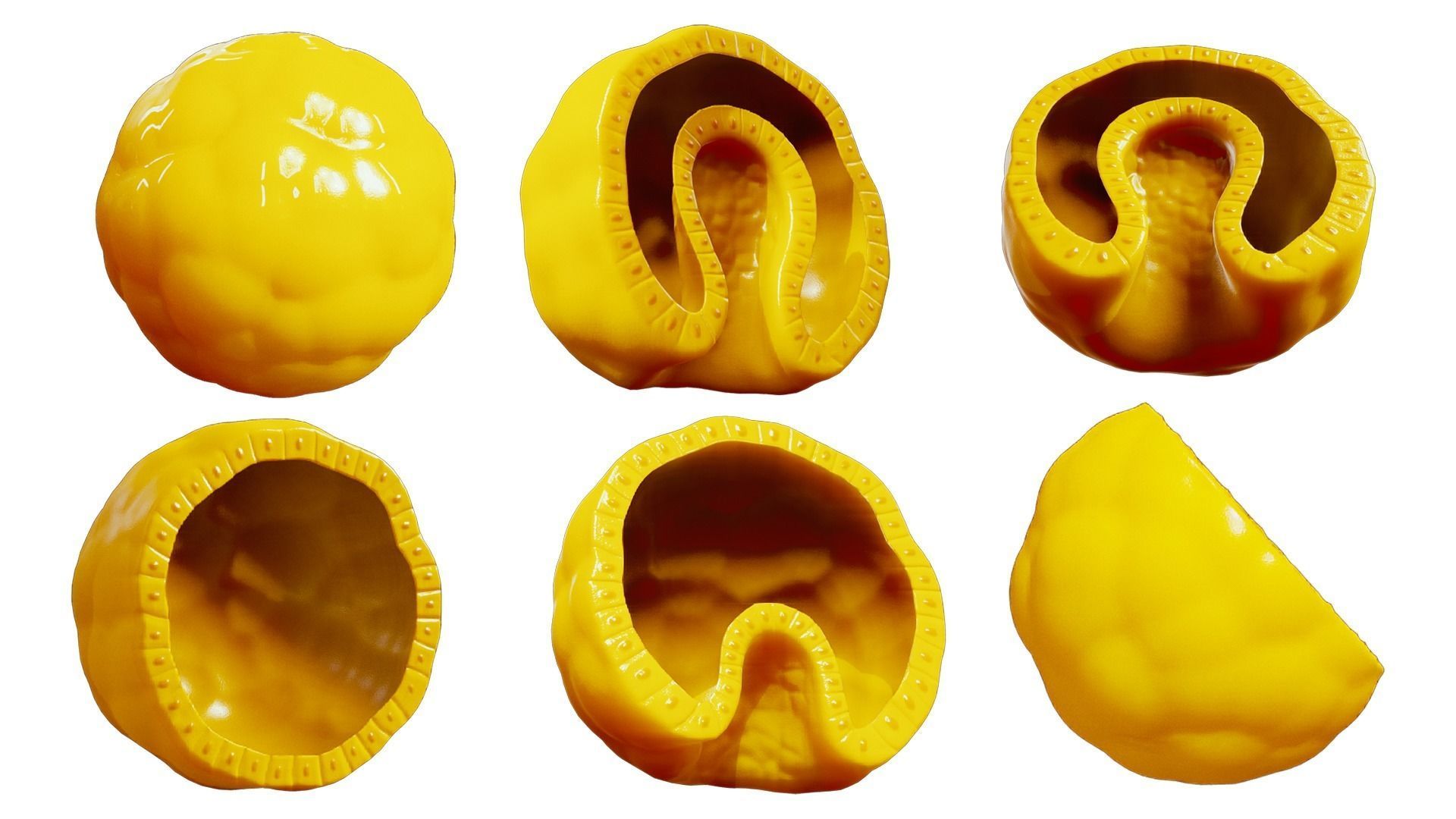 Human Embryonic Development 3D model_3