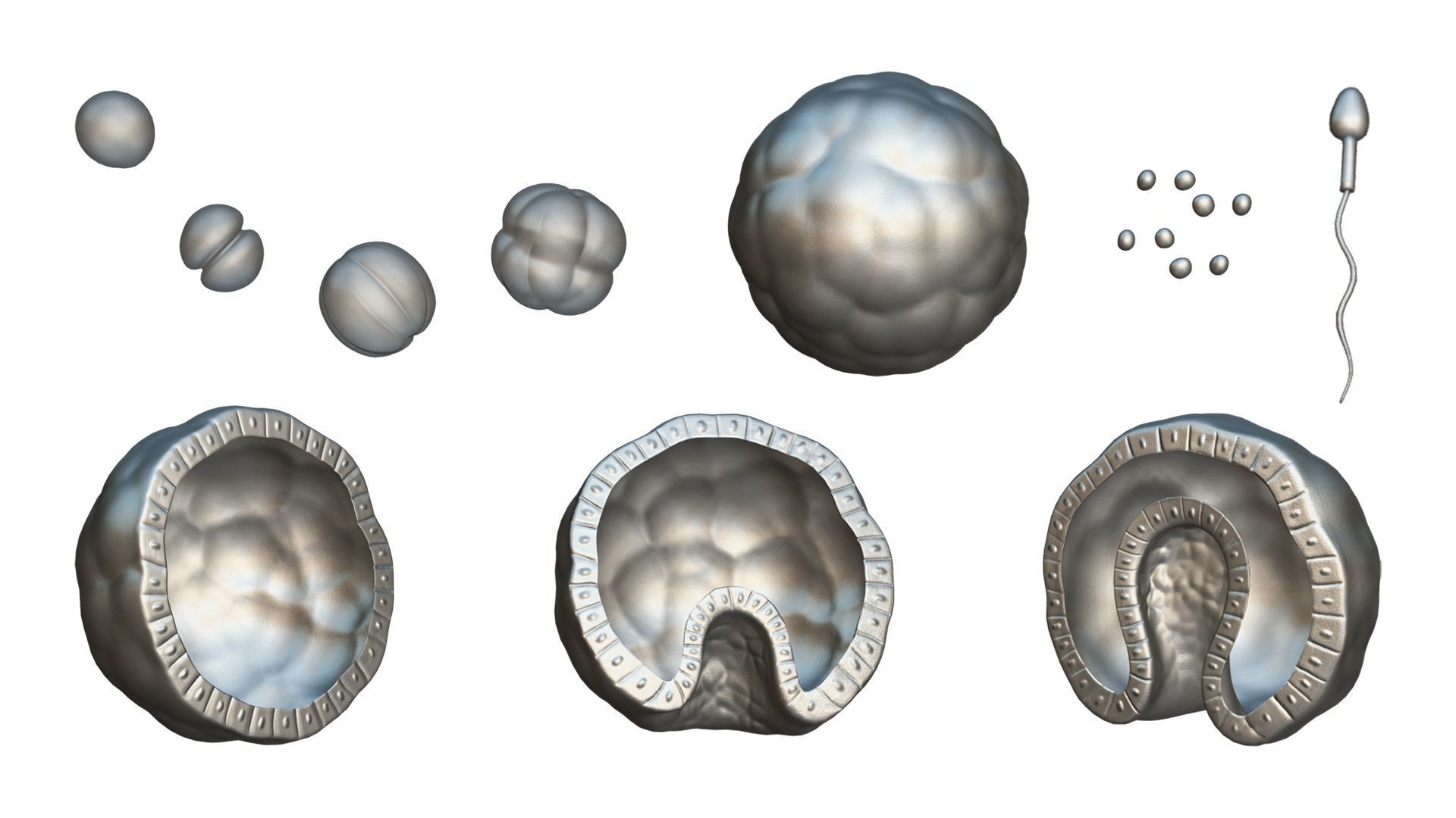 Human Embryonic Development 3D model_5