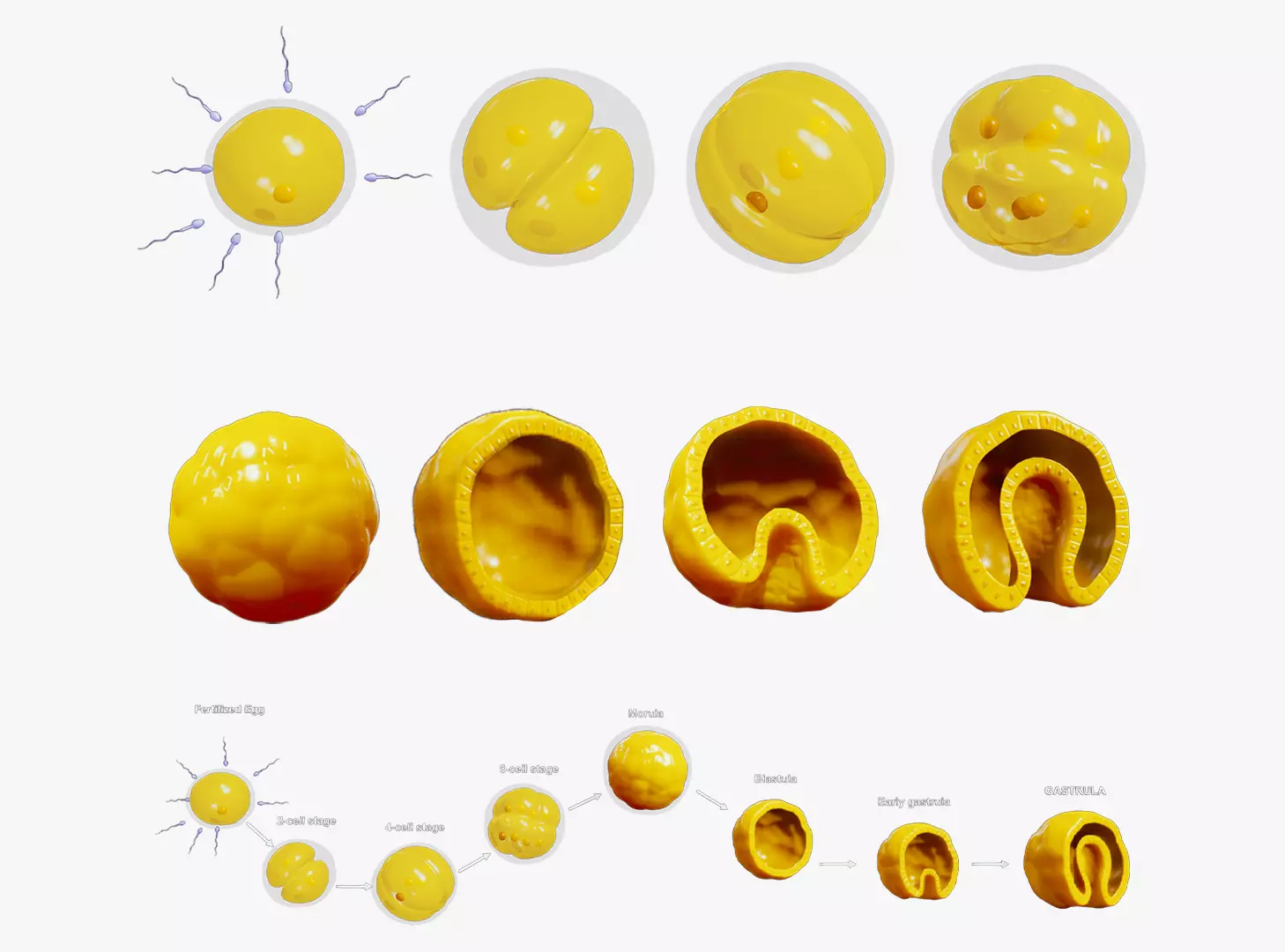 Human Embryonic Development 3D model_0