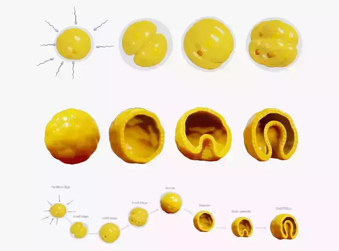 Human Embryonic Development 3D model