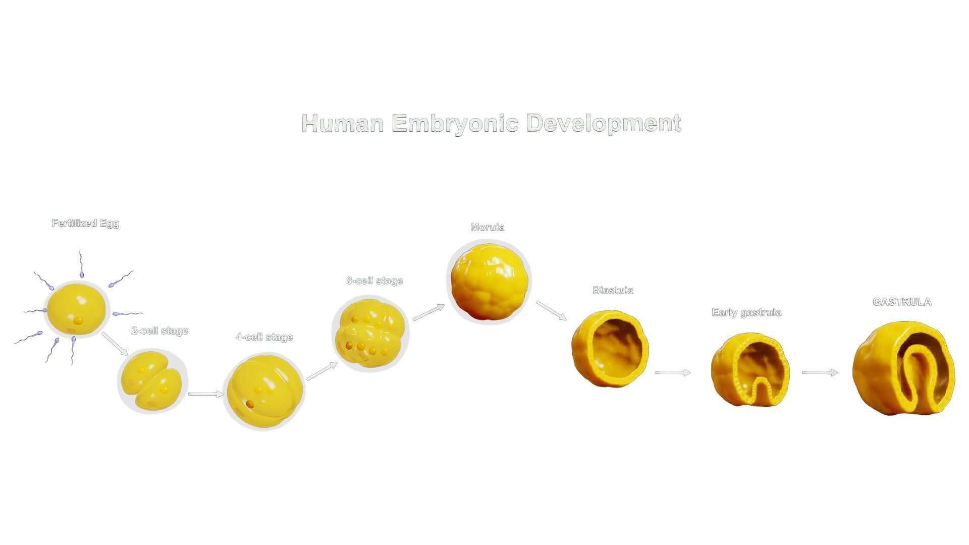Human Embryonic Development 3D model_1