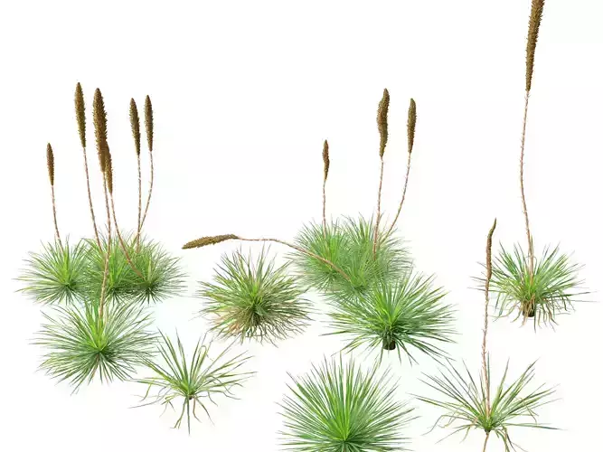 Dasylirion texanum - Texas sotol 3D model