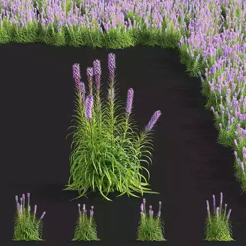 Liatris spicata flower