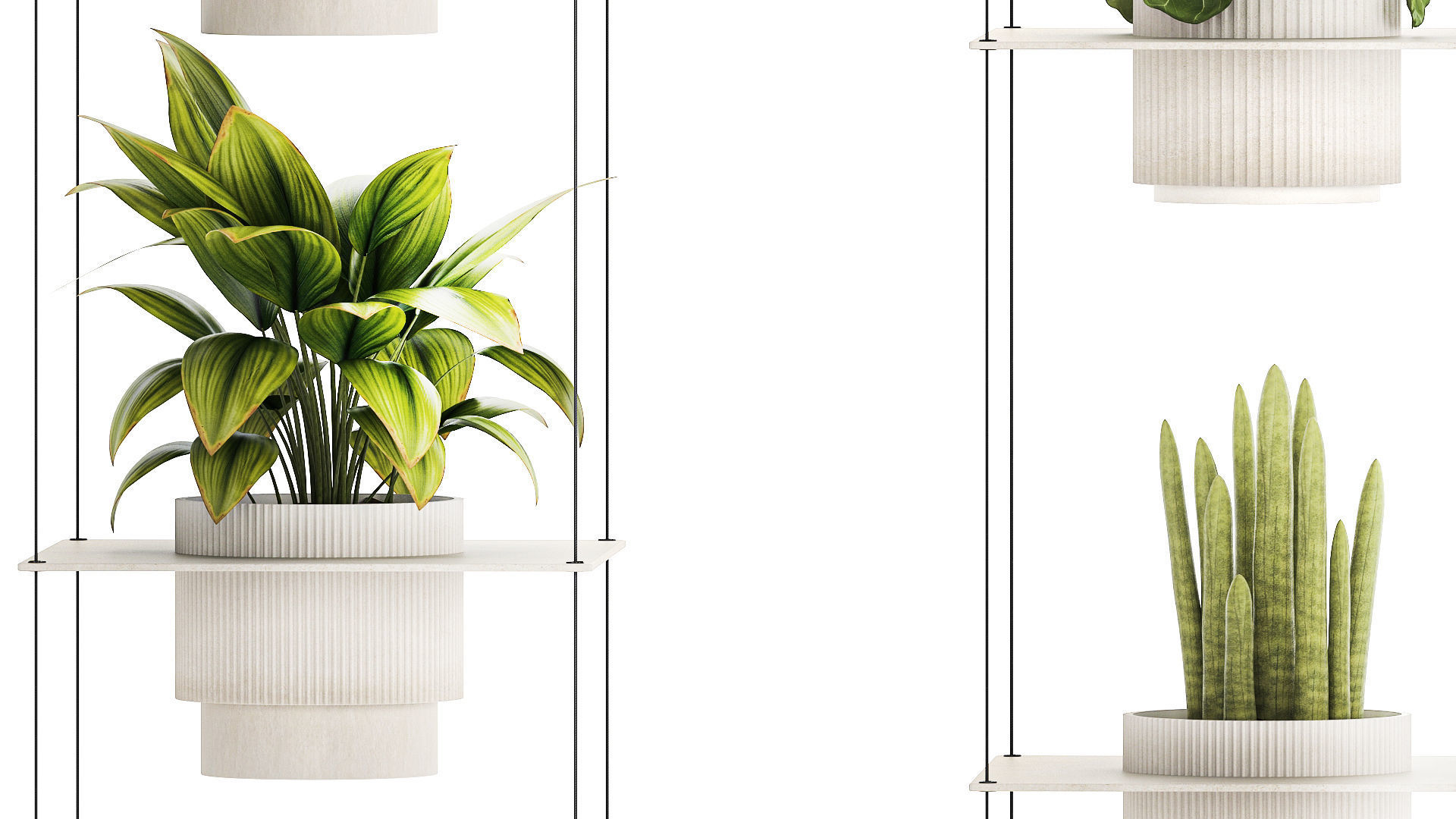 Hanging Shelf On Ropes Potted Plants Raphis Palm Ficus 1419 3D model_5