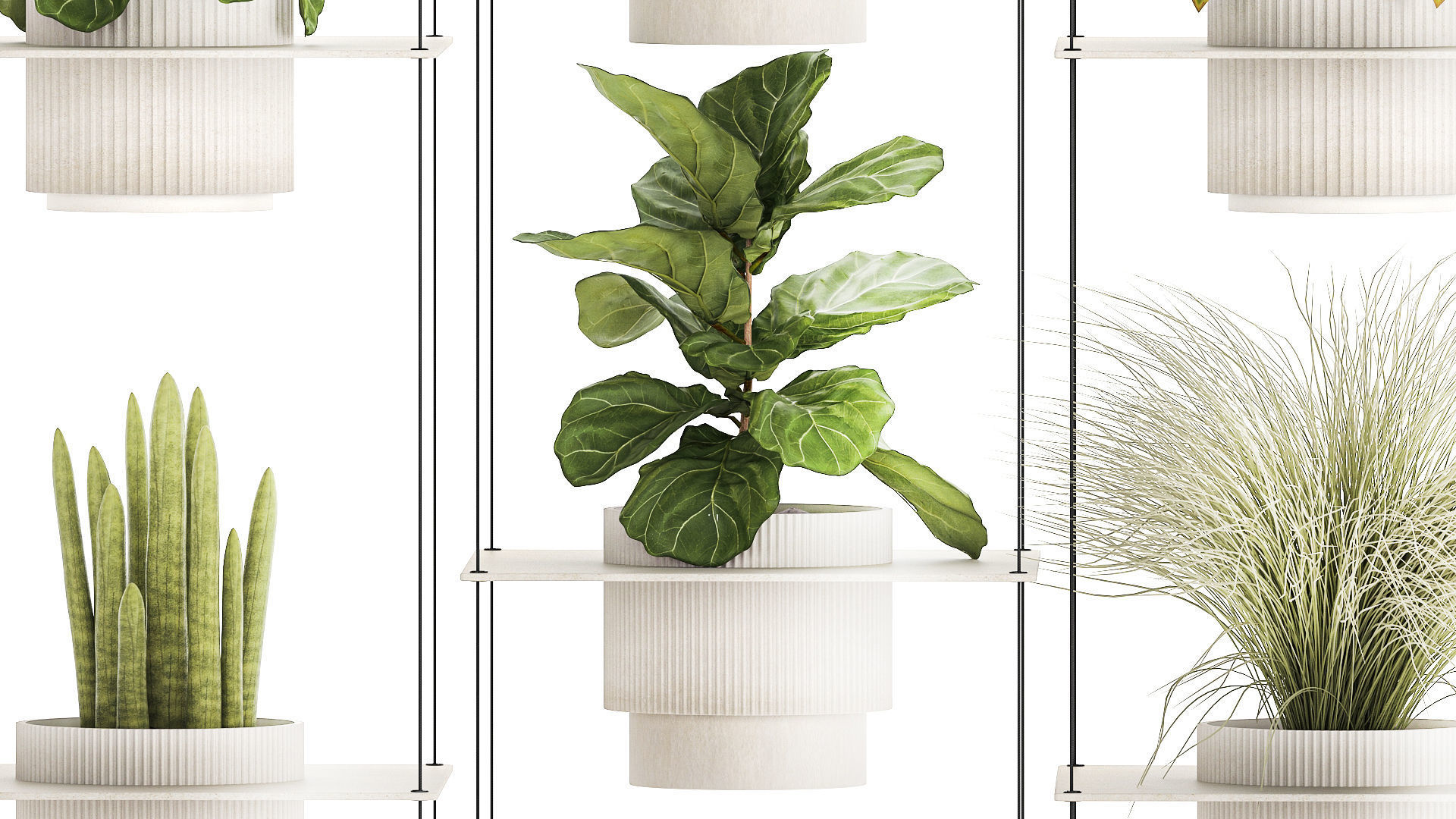 Hanging Shelf On Ropes Potted Plants Raphis Palm Ficus 1419 3D model_6