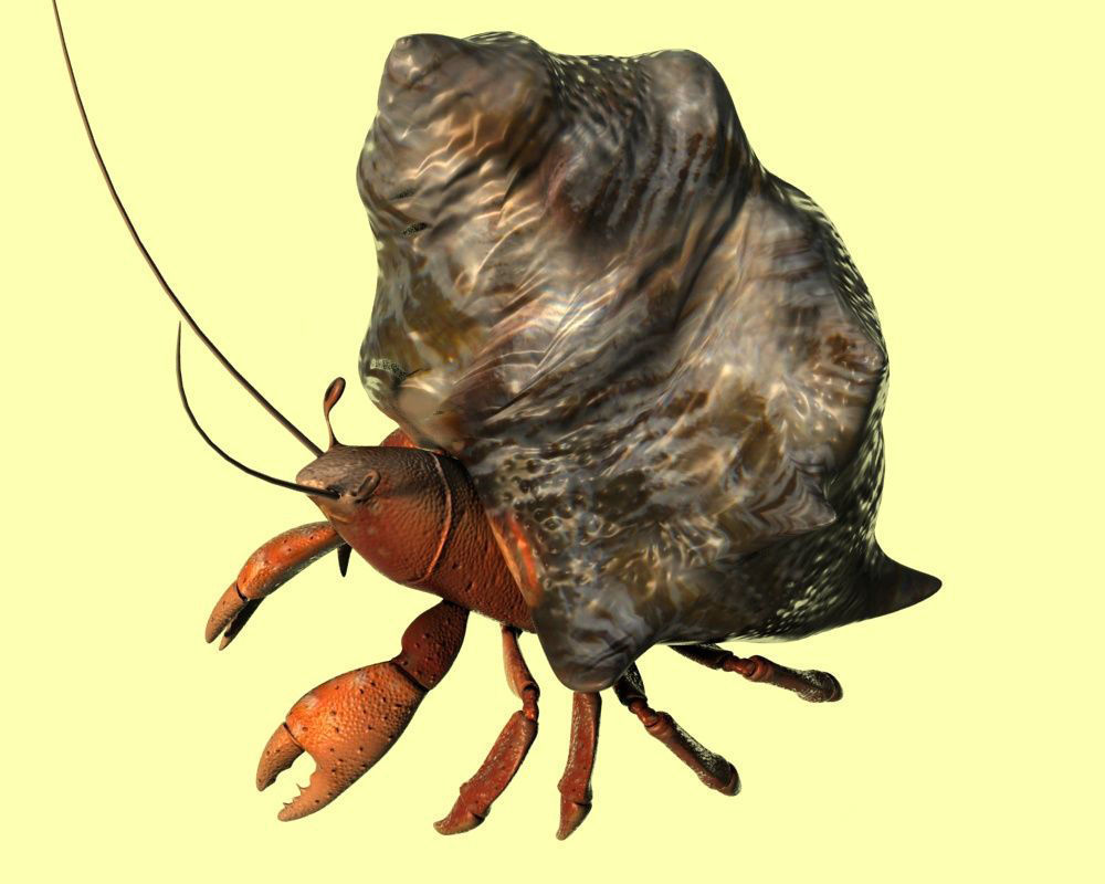 Hermit crabs sand crabs hand crabs sea animals 3D model_1