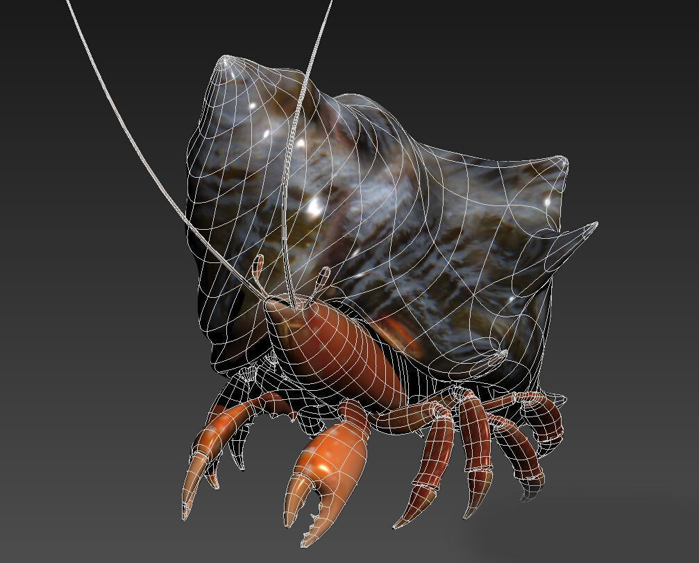 Hermit crabs sand crabs hand crabs sea animals 3D model_2