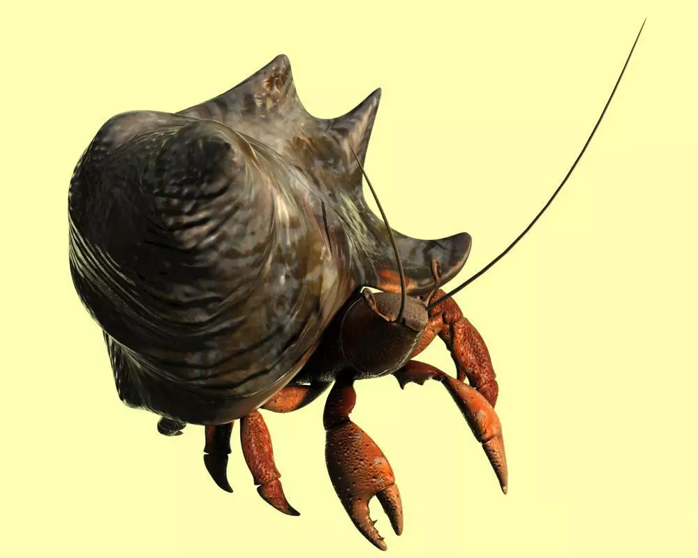 Hermit crabs sand crabs hand crabs sea animals 3D model_0