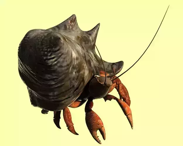 Hermit crabs sand crabs hand crabs sea animals 3D model
