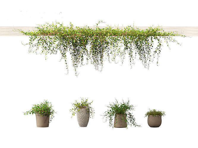 Muehlewbeckia complera - Pohuehue 01 3D model