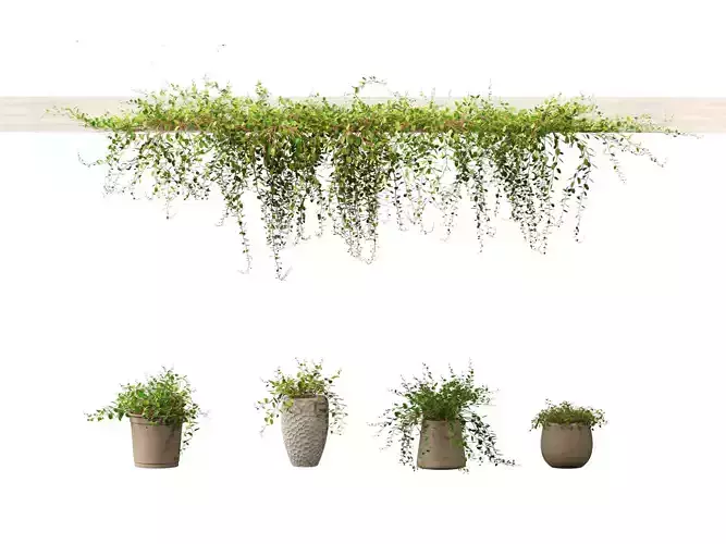 Muehlewbeckia complera - Pohuehue 01