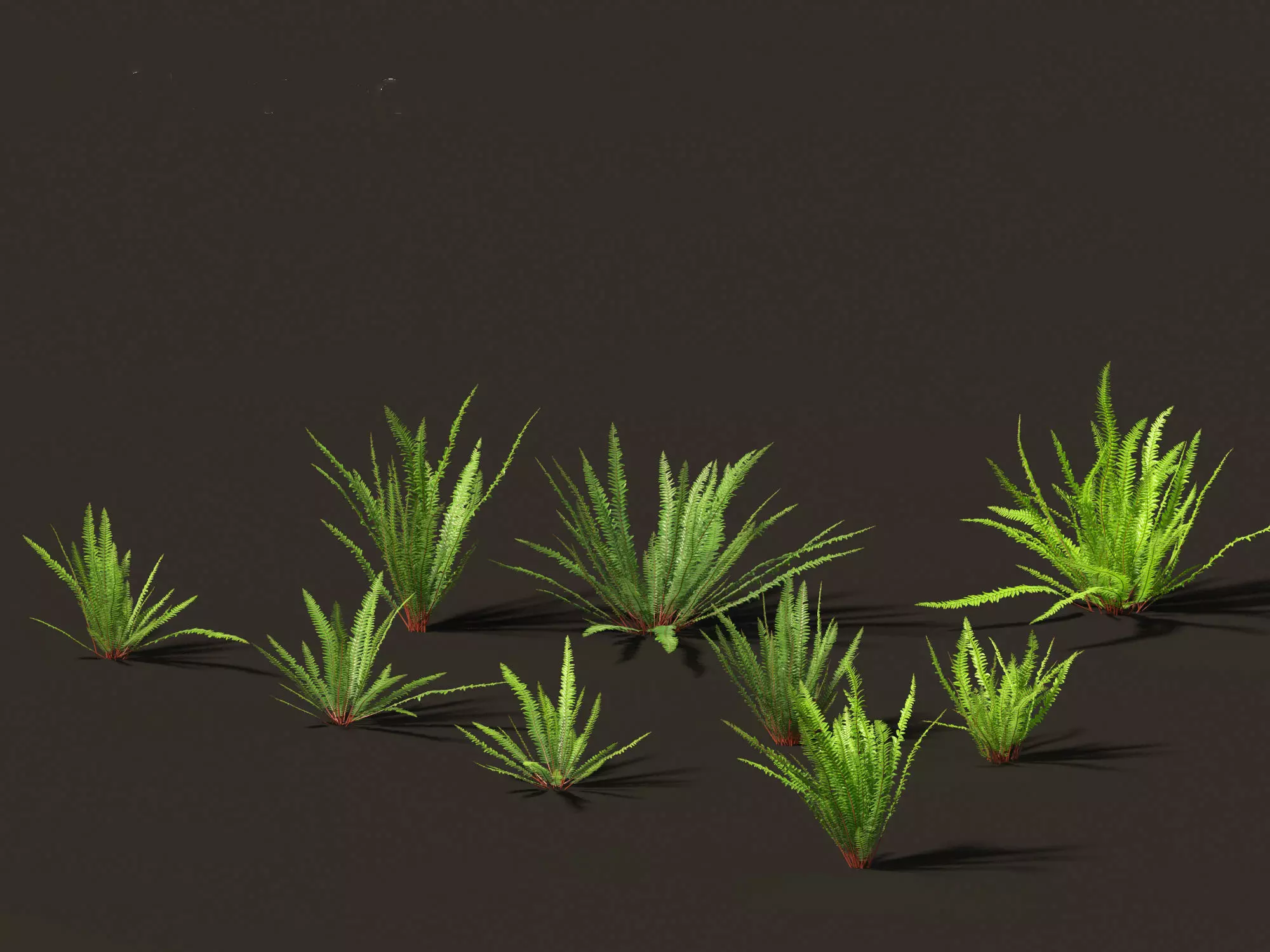 Nephrolepis cordifolia - Tuberous sword fern 01 3D model