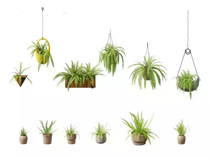 Nephrolepis cordifolia - Tuberous sword fern 02