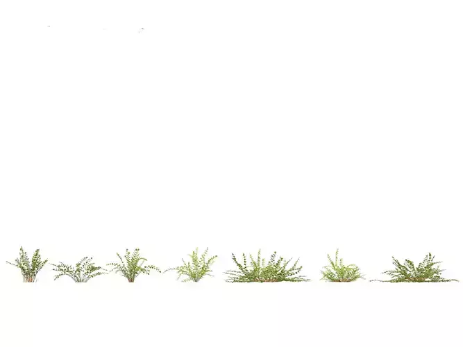 Pellaea ratundilalia - button fern 01