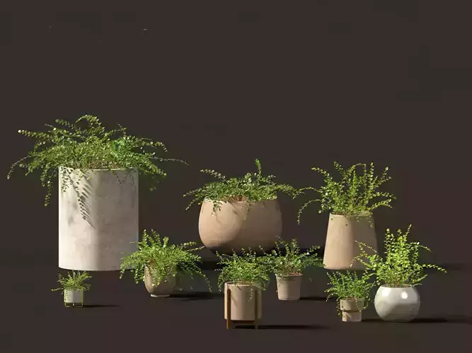 Pellaea ratundilalia - button fern 02