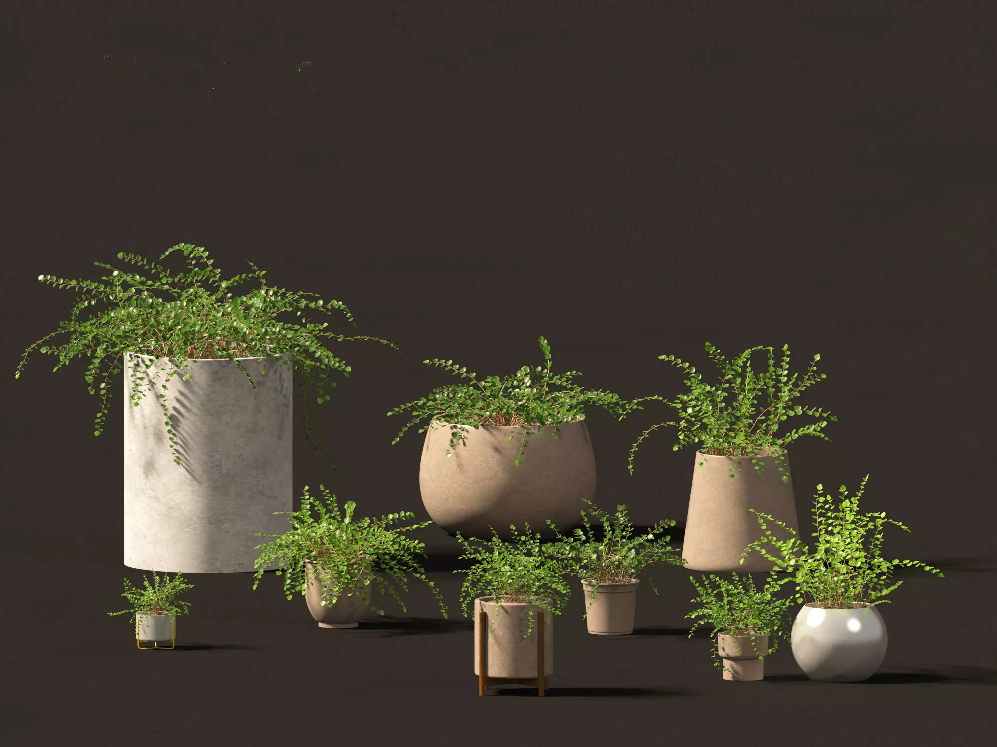 Pellaea ratundilalia - button fern 02 3D model