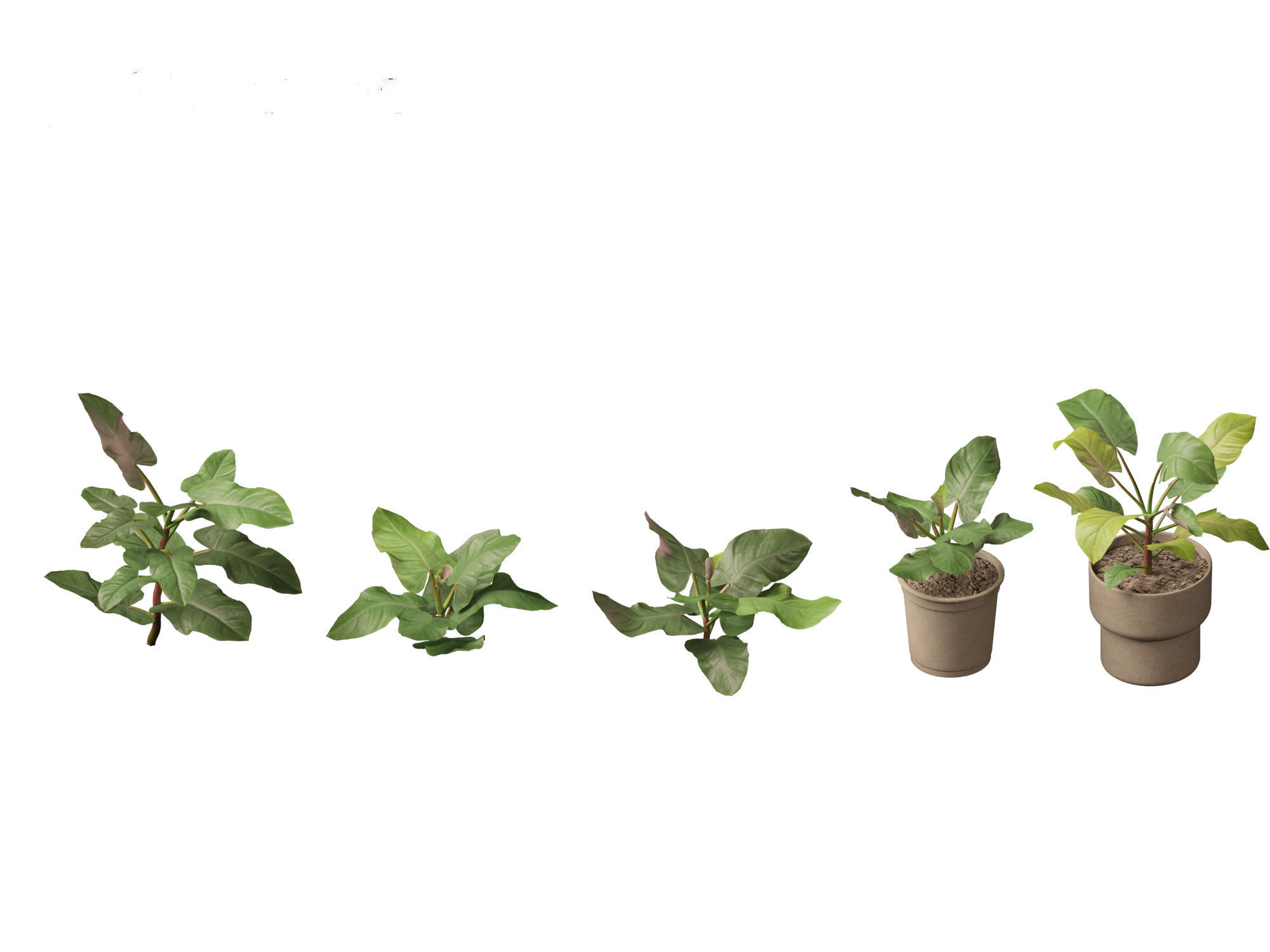 Philodendron erubescens - Blushing Philodendron 3D model_3