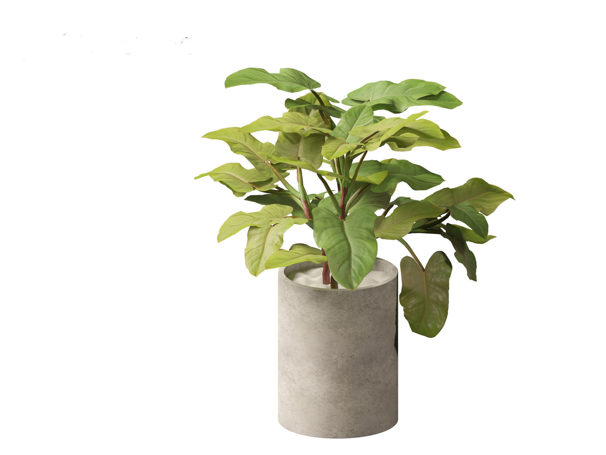 Philodendron erubescens - Blushing Philodendron 3D model_7