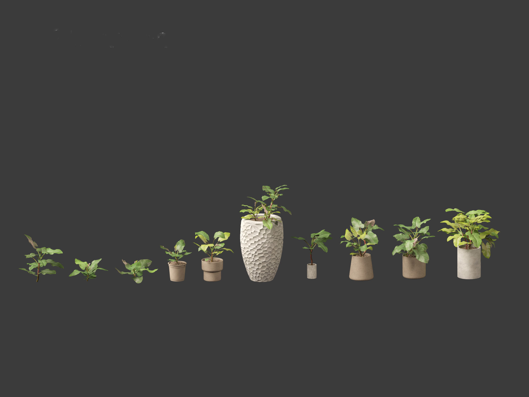 Philodendron erubescens - Blushing Philodendron 3D model_2