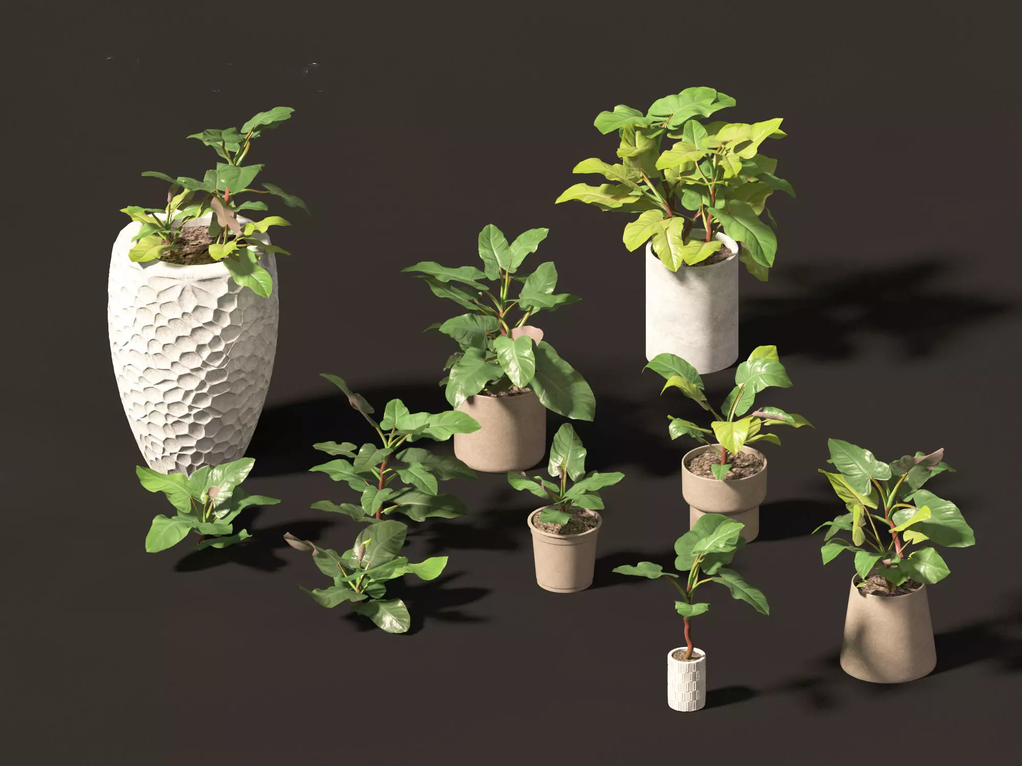 Philodendron erubescens - Blushing Philodendron 3D model_0