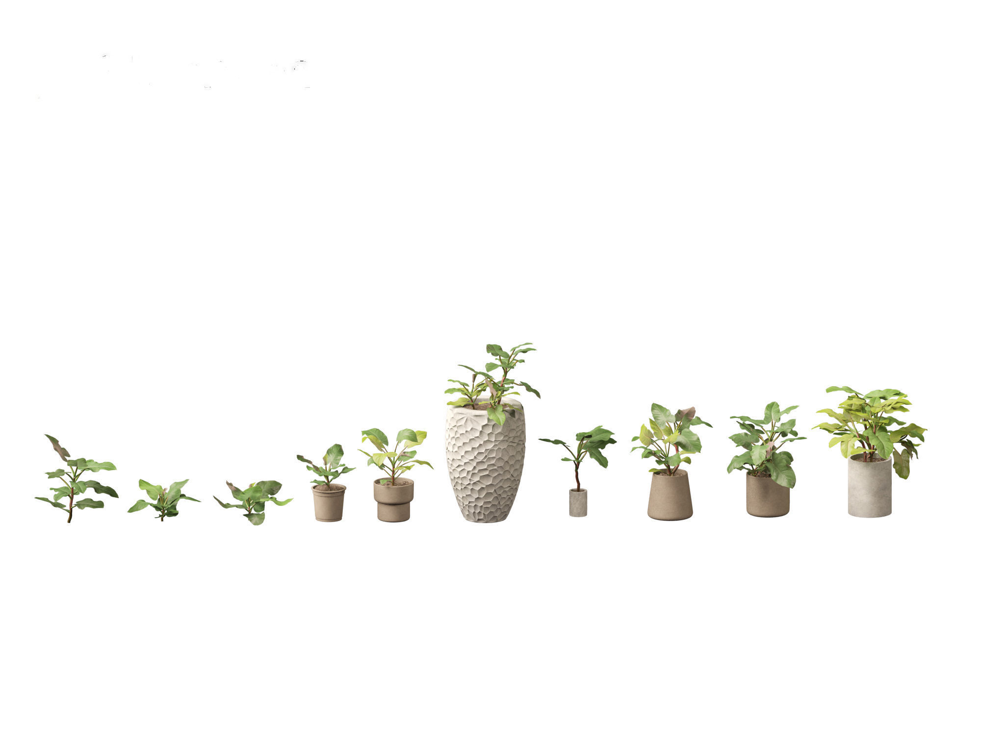 Philodendron erubescens - Blushing Philodendron 3D model_1