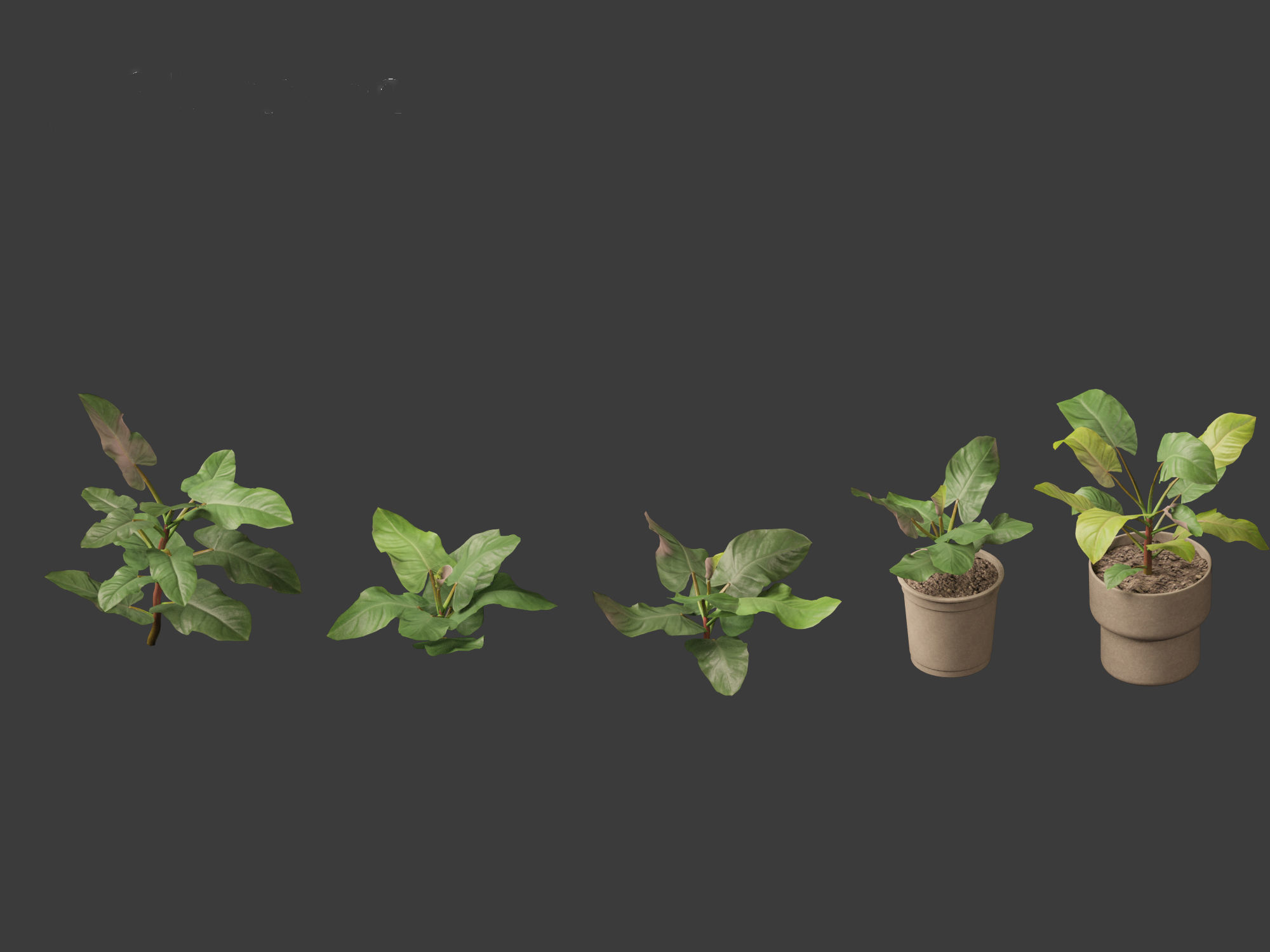 Philodendron erubescens - Blushing Philodendron 3D model_4