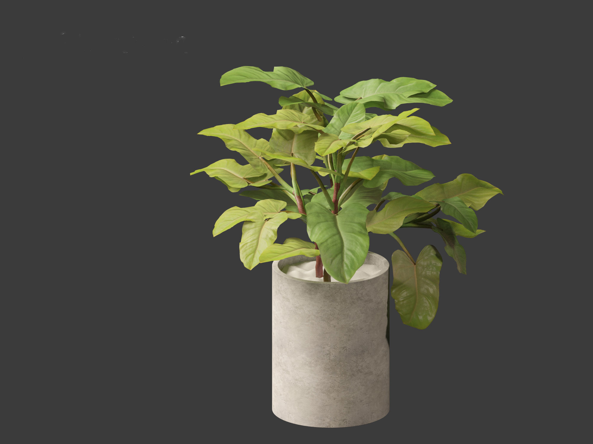 Philodendron erubescens - Blushing Philodendron 3D model_8