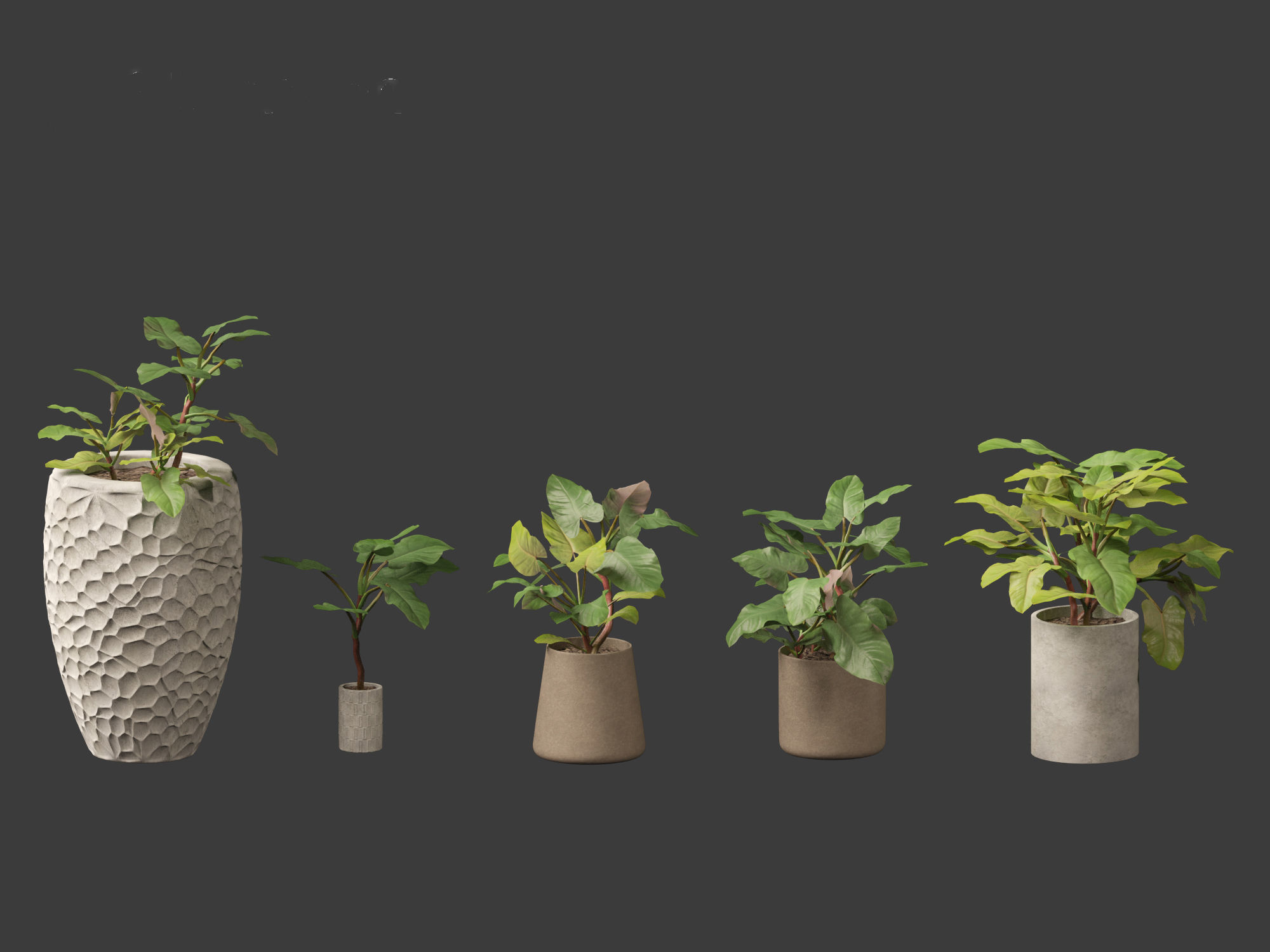 Philodendron erubescens - Blushing Philodendron 3D model_6