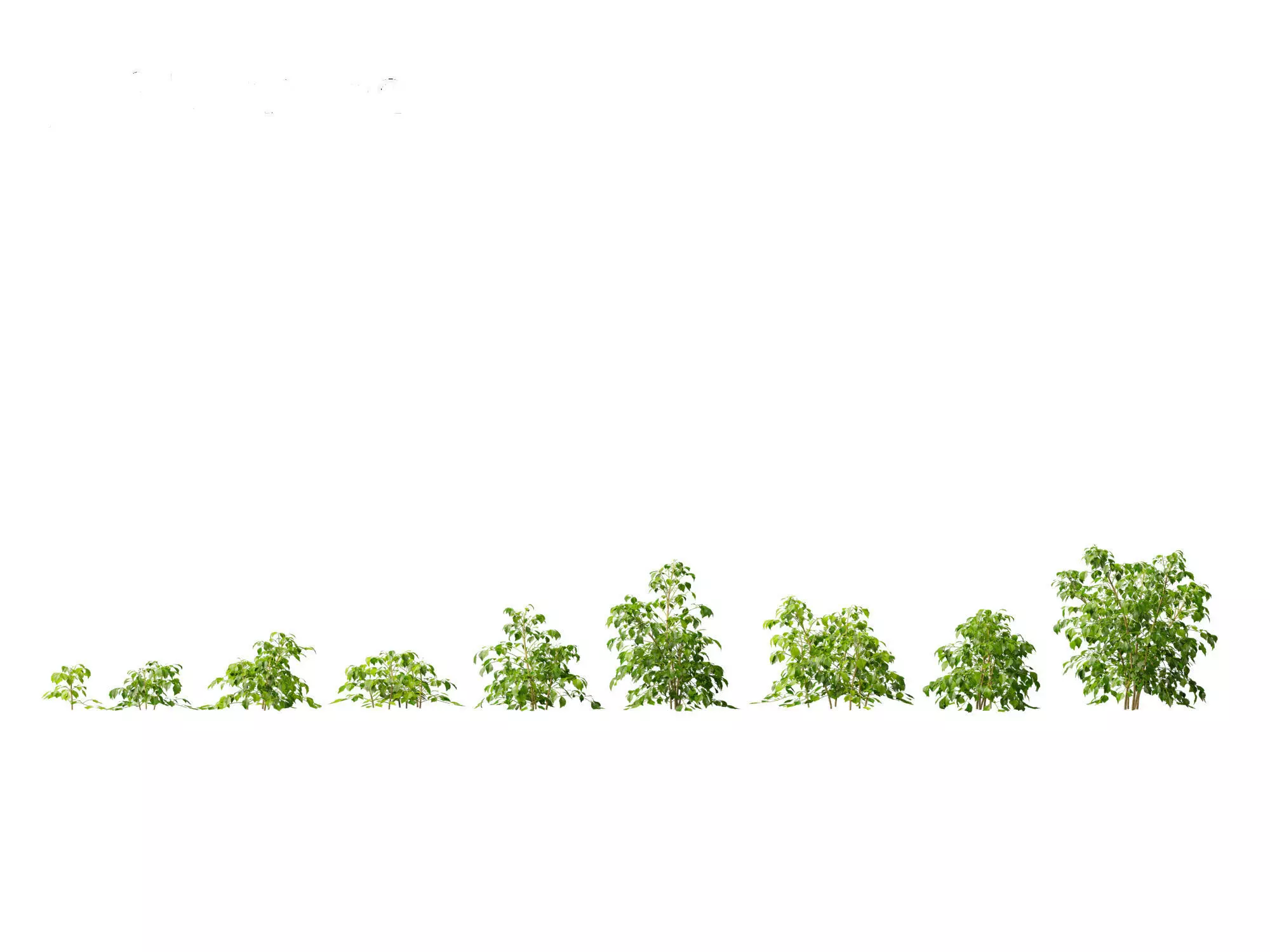 Radermachera sinica - China Doll Plant 01 3D model