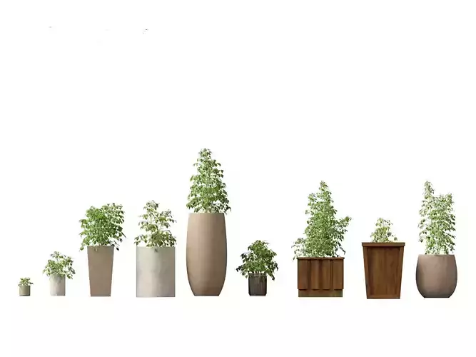 Radermachera sinica - China Doll Plant 02