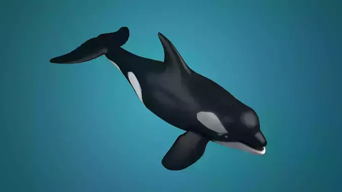 Killer whales Killer ocean  toothed  whales marine animals
