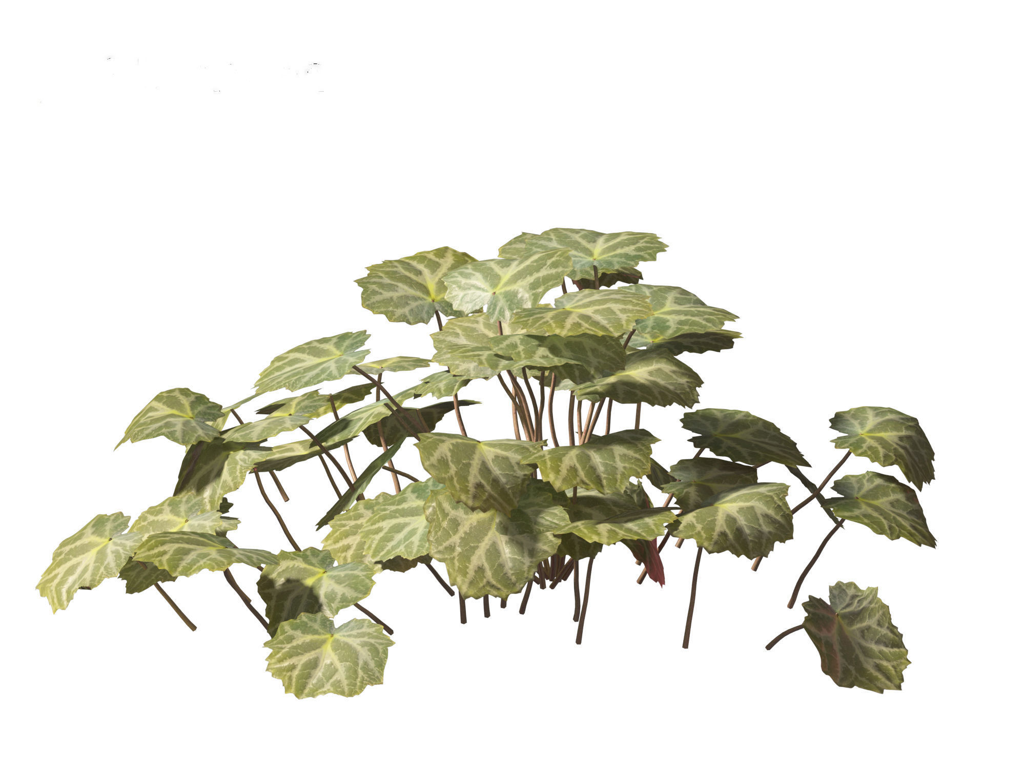 Saxifraga stolonifera - strawberry begonia 01 3D model_1