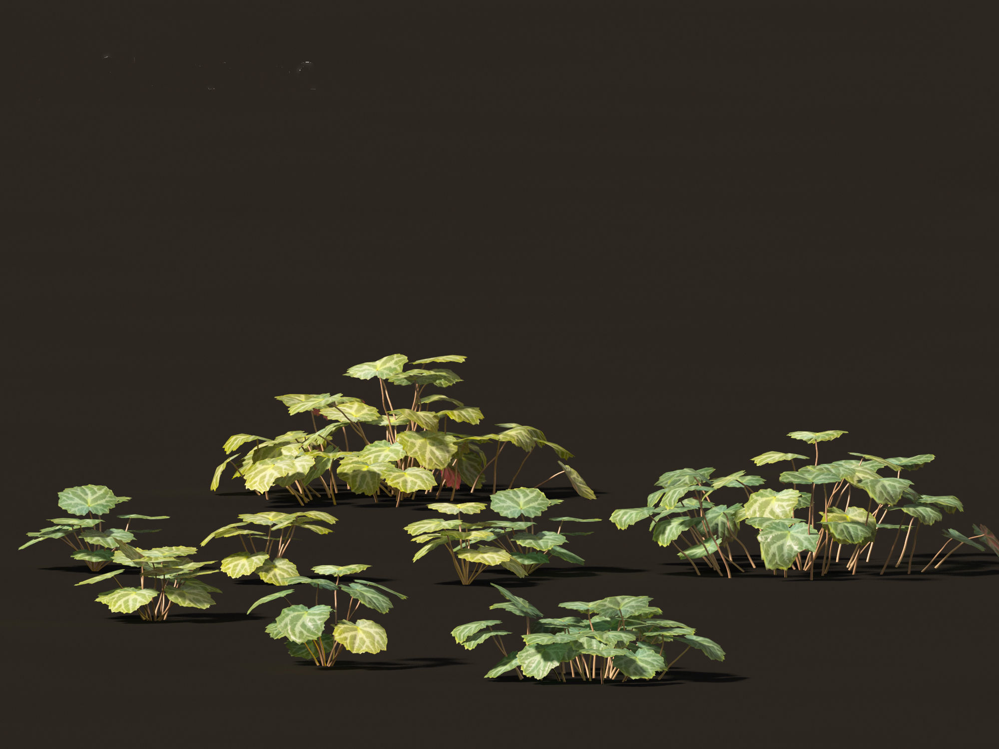 Saxifraga stolonifera - strawberry begonia 01 3D model_9