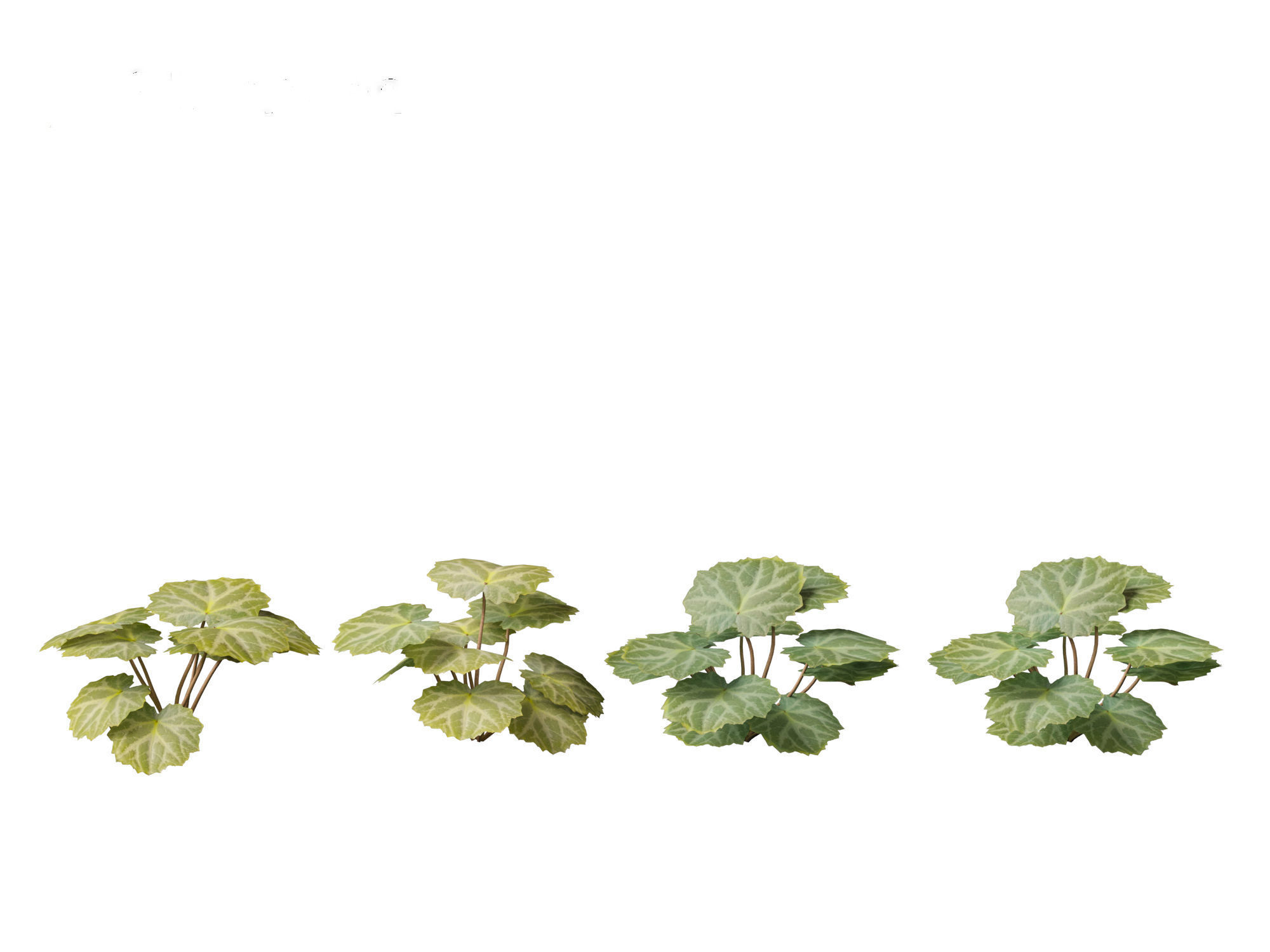 Saxifraga stolonifera - strawberry begonia 01 3D model_7