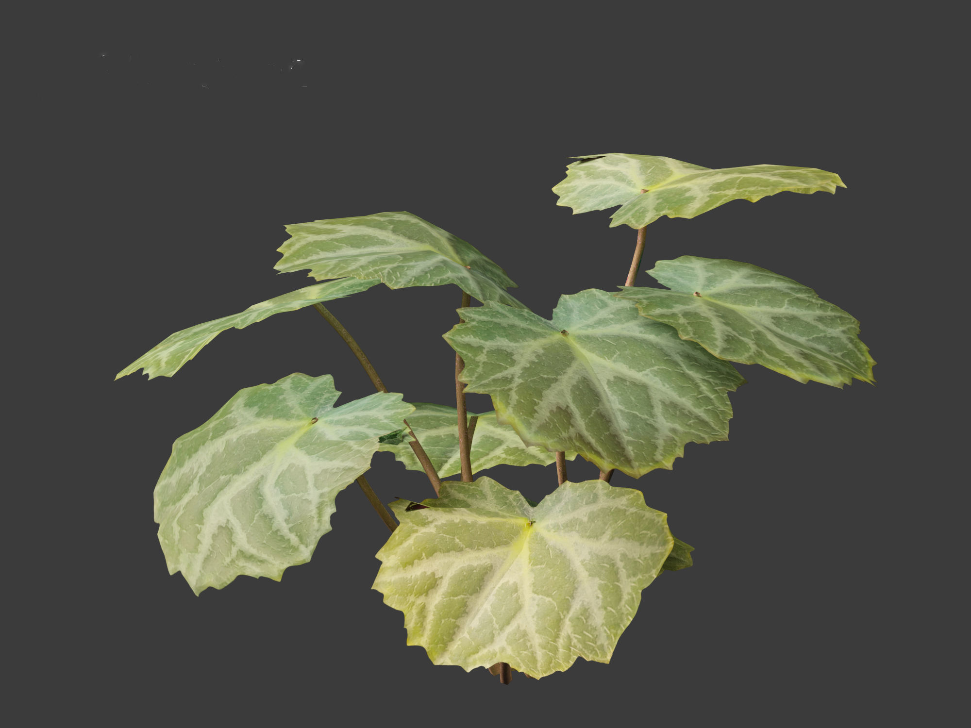 Saxifraga stolonifera - strawberry begonia 01 3D model_5