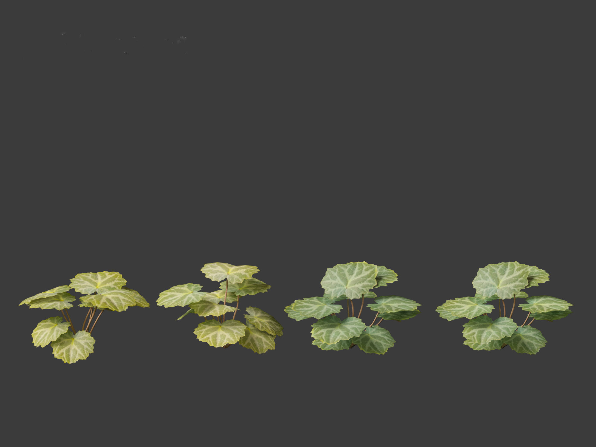 Saxifraga stolonifera - strawberry begonia 01 3D model_8