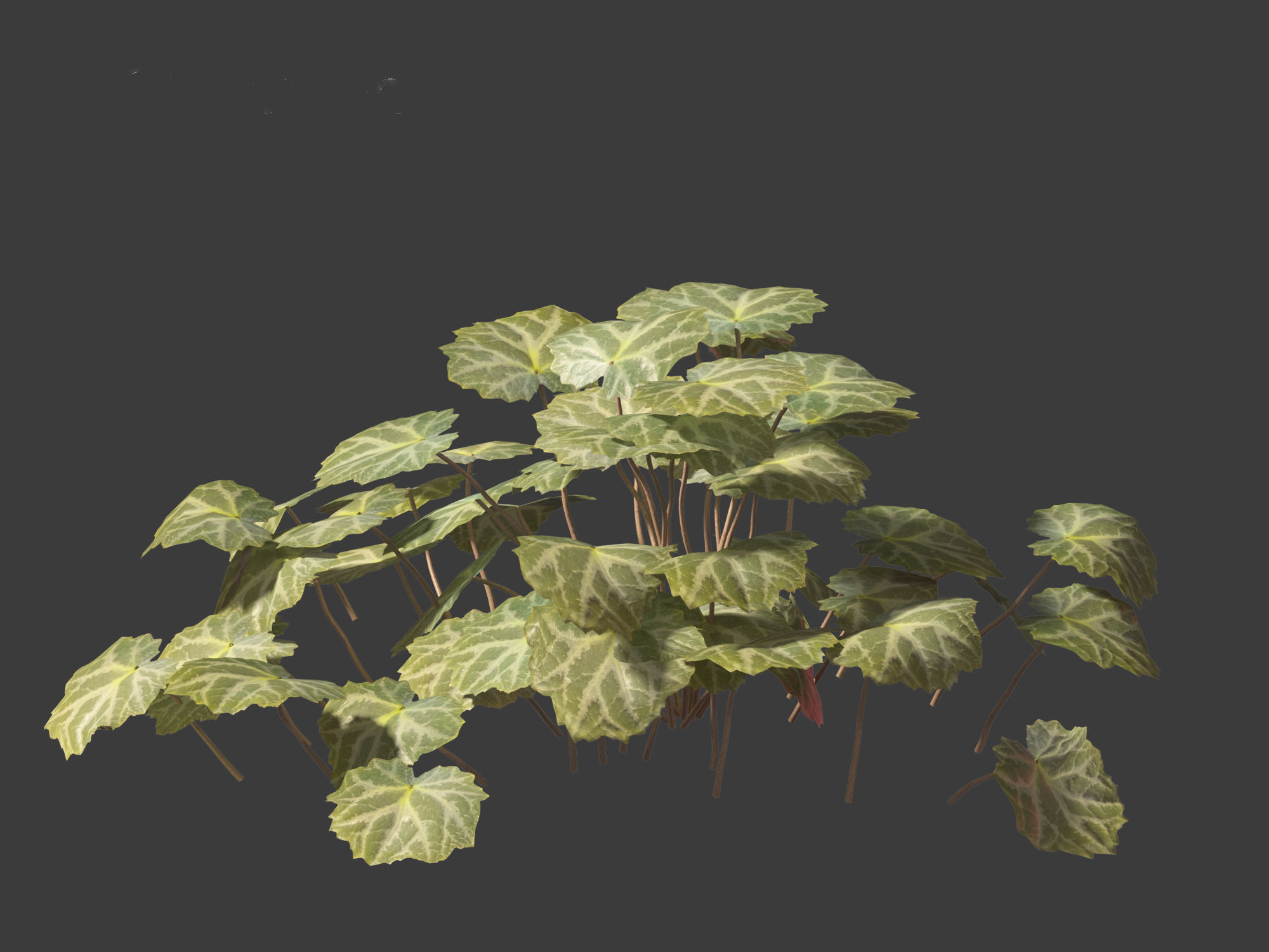 Saxifraga stolonifera - strawberry begonia 01 3D model_12