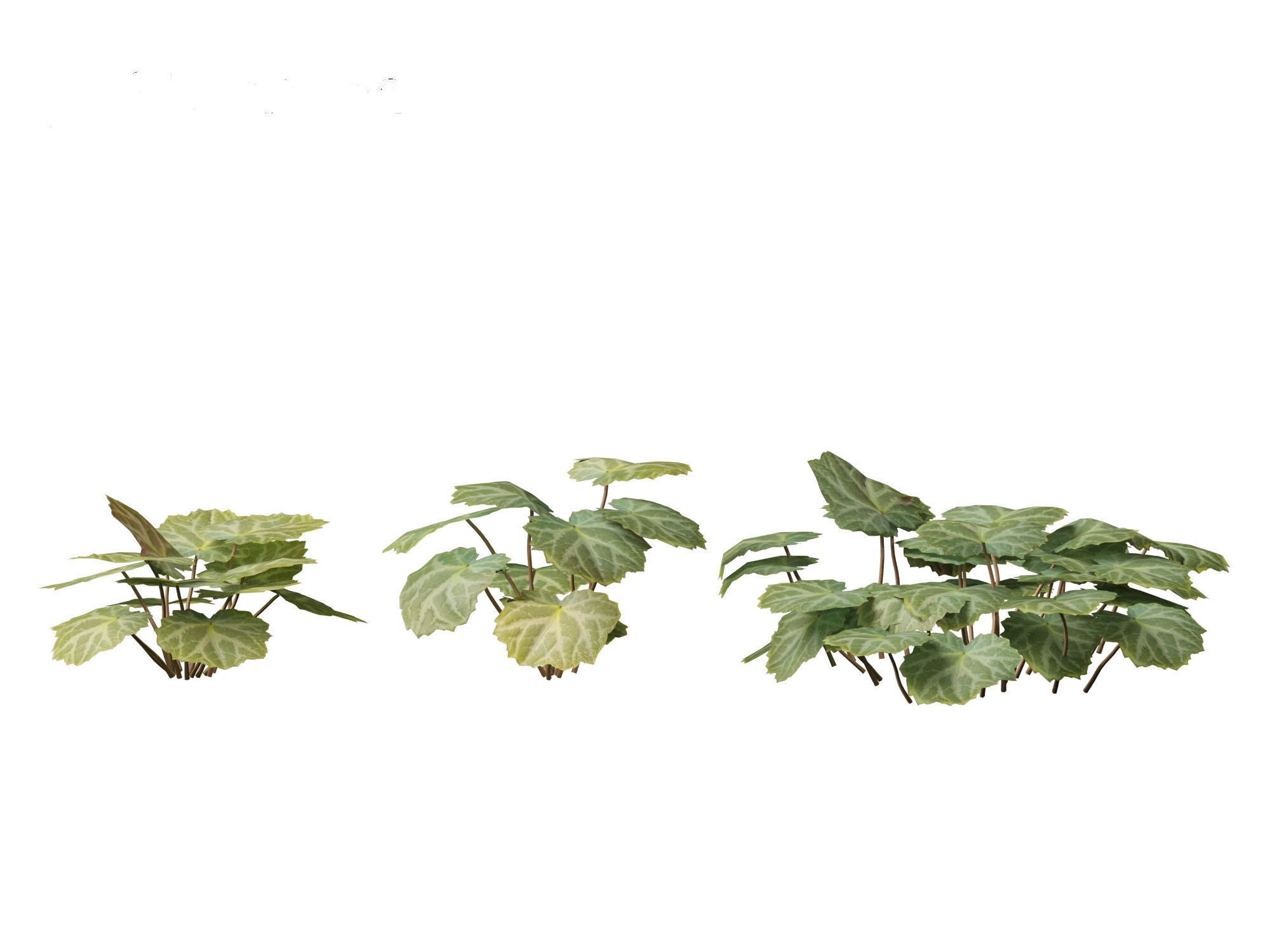 Saxifraga stolonifera - strawberry begonia 01 3D model_10