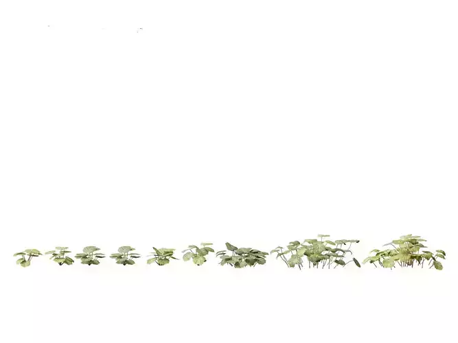 Saxifraga stolonifera - strawberry begonia 01