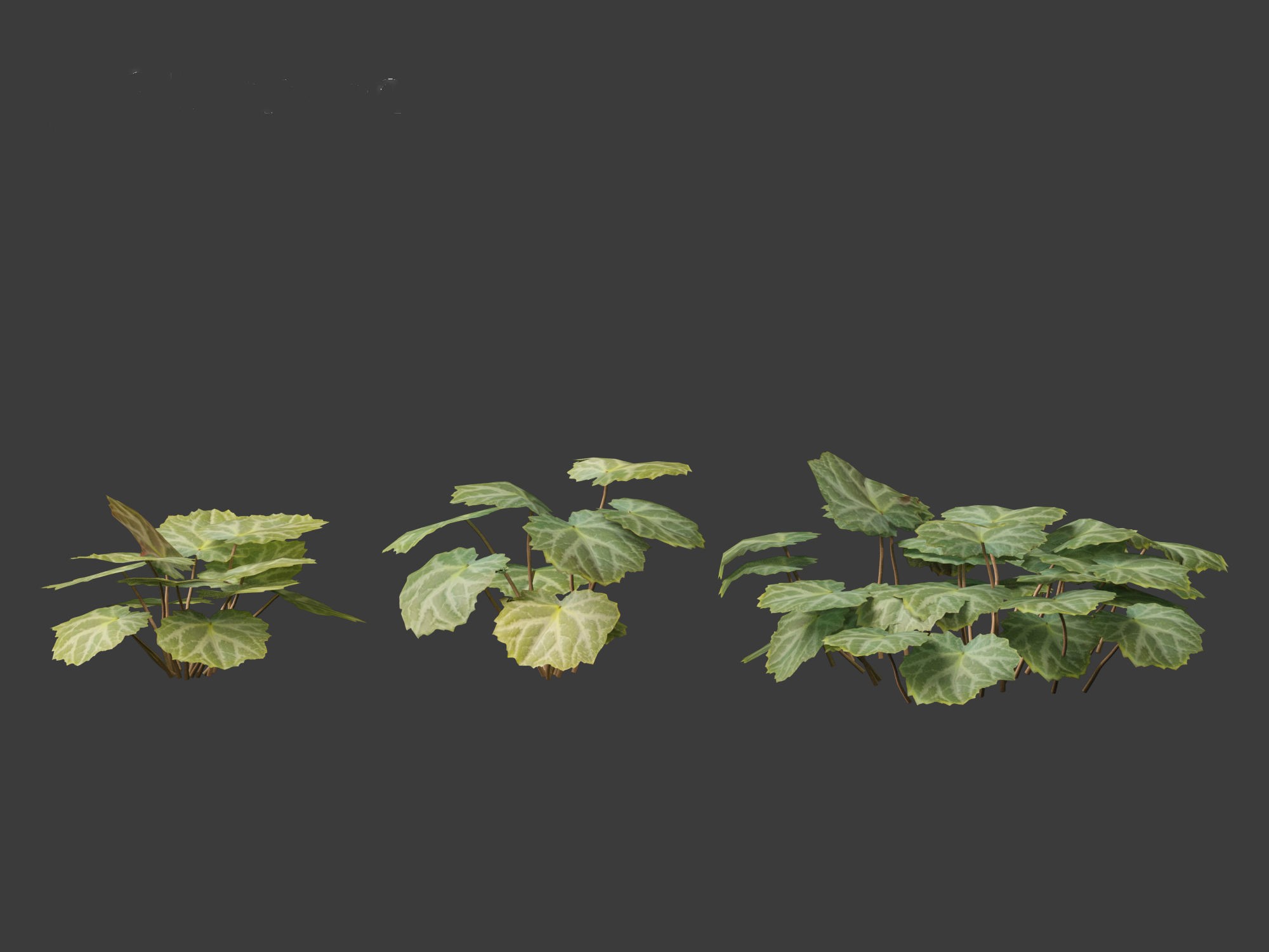 Saxifraga stolonifera - strawberry begonia 01 3D model_11