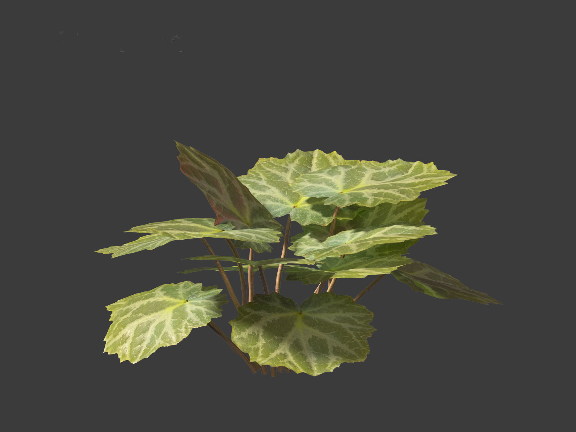 Saxifraga stolonifera - strawberry begonia 01 3D model_2