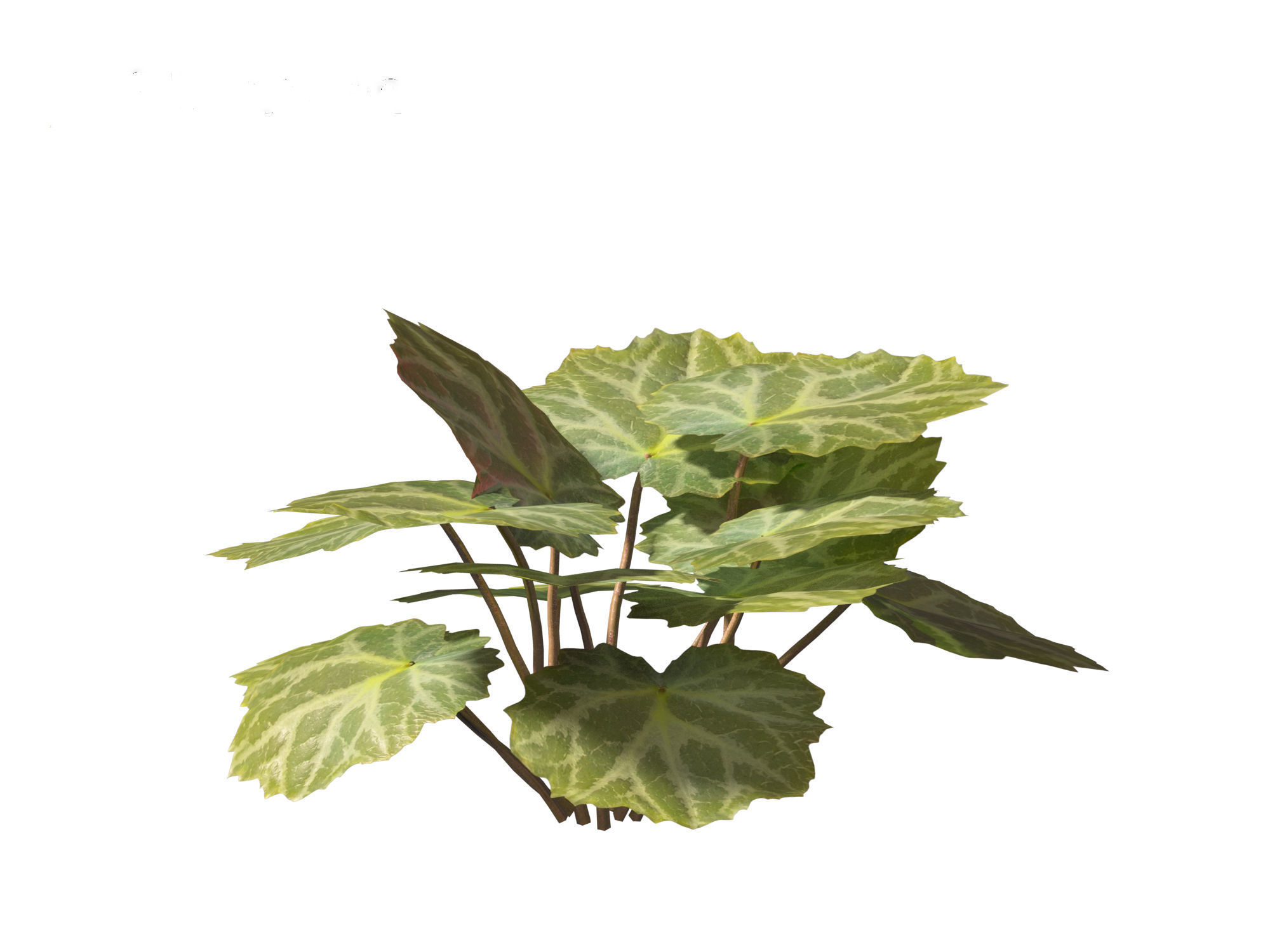 Saxifraga stolonifera - strawberry begonia 01 3D model_3