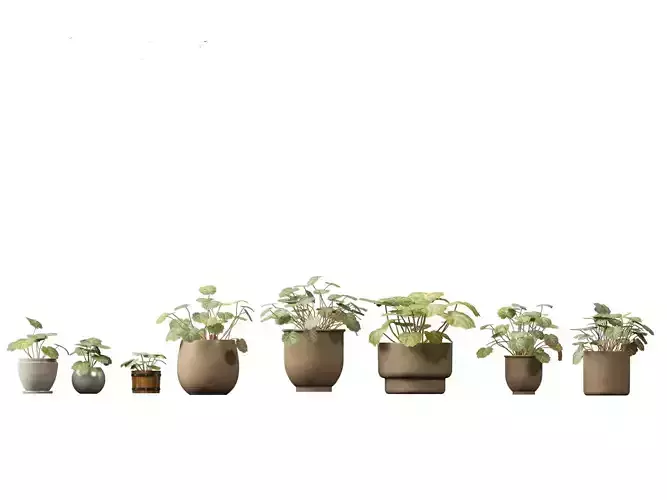 Saxifraga stolonifera - strawberry begonia 02