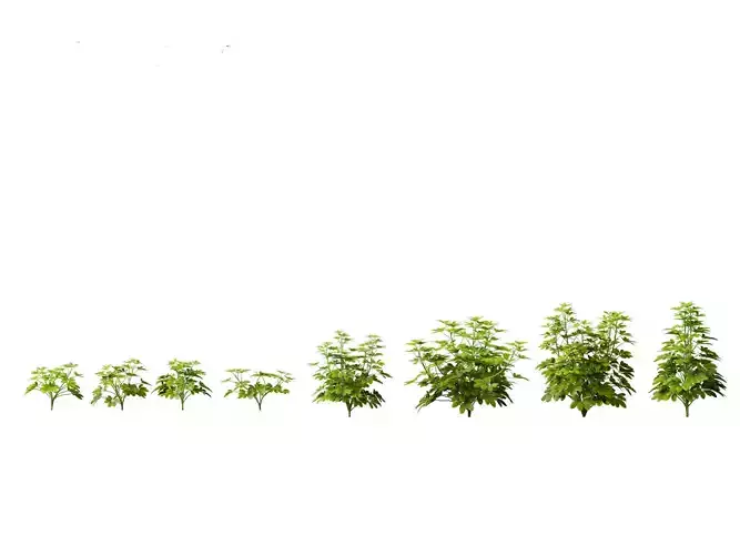 Schefflera octophylla - umbrella plant  01