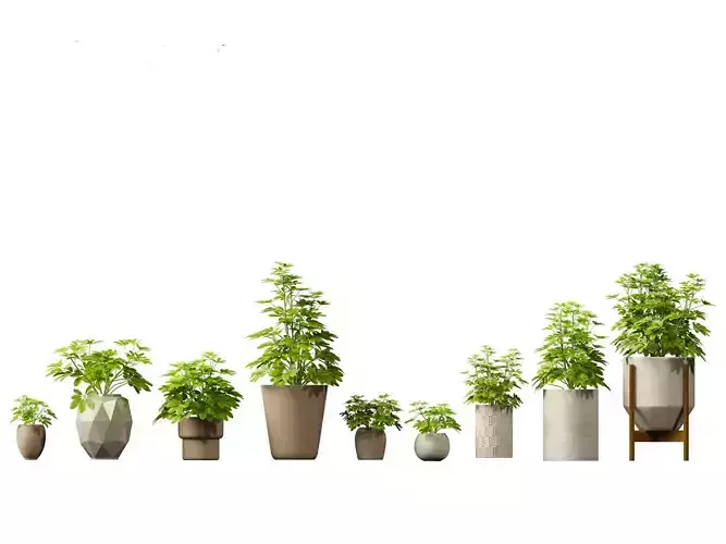 Schefflera octophylla - umbrella plant 02