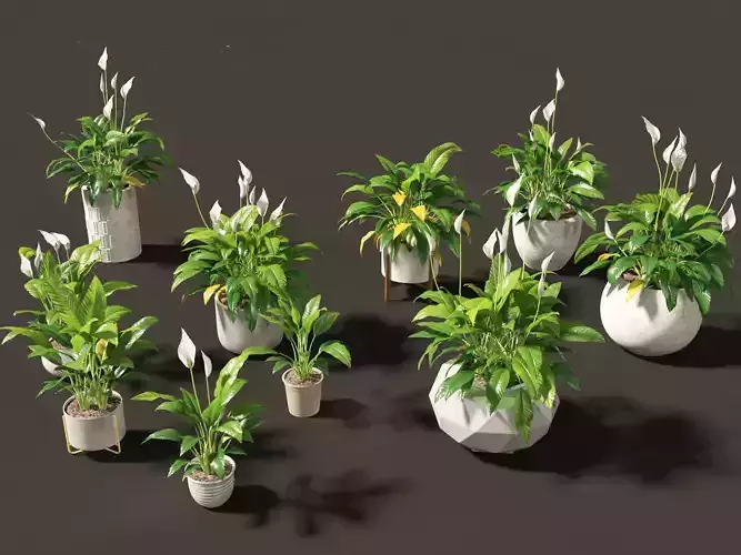Spathiphyllum kochii - Peace lilies