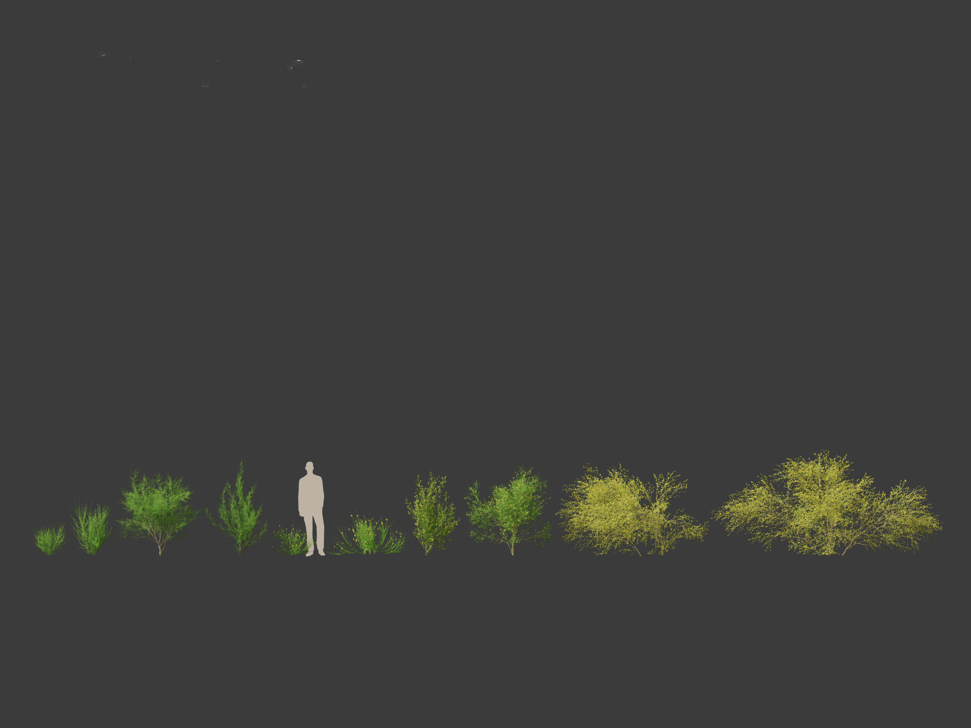 Cytisus scoparius - common broom 3D model_11